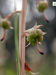 Attēlu rezultāti vaicājumam “Pyrola rotundifolia fruit”