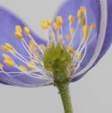 Attēlu rezultāti vaicājumam “Anemone nemorosa bud”