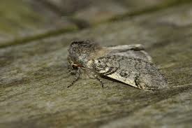Attēlu rezultāti vaicājumam “Achlya flavicornis”