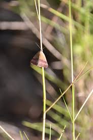 Attēlu rezultāti vaicājumam “Phytometra viridaria”