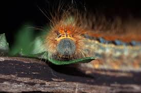 Attēlu rezultāti vaicājumam “Malacosoma castrensis”