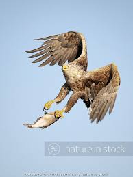 Image result for Haliaeetus albicilla