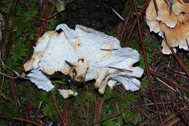 Attēlu rezultāti vaicājumam “Sistotrema confluens”