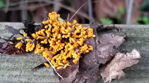 Attēlu rezultāti vaicājumam “Symphytocarpus flaccidus plasmodium”