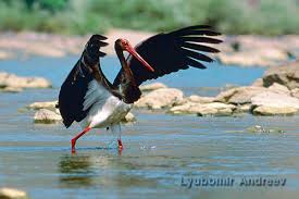 Attēlu rezultāti vaicājumam “Ciconia nigra adult”