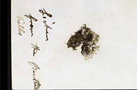 Attēlu rezultāti vaicājumam “Seligeria donniana”