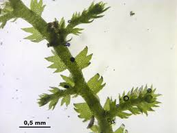 Attēlu rezultāti vaicājumam “Lepidozia reptans”