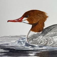 Attēlu rezultāti vaicājumam “Mergus merganser female”