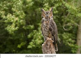 Attēlu rezultāti vaicājumam “Bubo bubo adult”