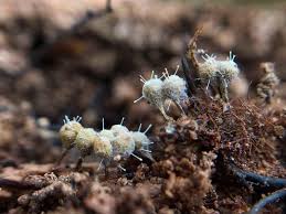 Attēlu rezultāti vaicājumam “Claustria didermoides”