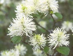 Attēlu rezultāti vaicājumam “Fothergilla major”