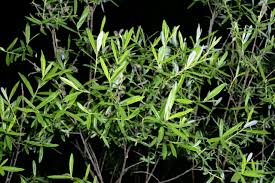 Attēlu rezultāti vaicājumam “Salix repens subsp. rosmarinifolia”