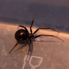 Attēlu rezultāti vaicājumam “Steatoda grossa female”
