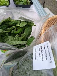 Attēlu rezultāti vaicājumam “Urtica dioica fruit”