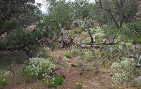 Attēlu rezultāti vaicājumam “Diderma montanum stalked”