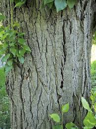 Attēlu rezultāti vaicājumam “Populus x berolinensis”