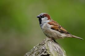 Image result for Passer domesticus