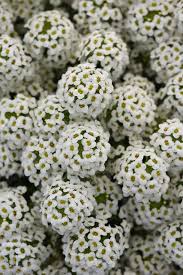 Attēlu rezultāti vaicājumam “Lobularia maritima”