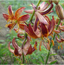 Image result for Lilium martagon `Arabian Night`