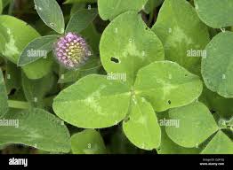 Attēlu rezultāti vaicājumam “Trifolium pratense leaf”