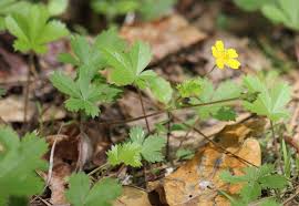 Attēlu rezultāti vaicājumam “Potentilla arenaria leaf”