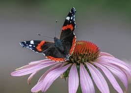 Attēlu rezultāti vaicājumam “Vanessa atalanta”