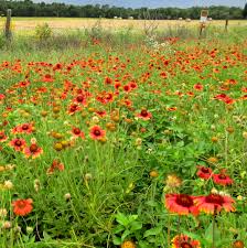 Image result for Gaillardia pulchella