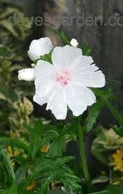 Attēlu rezultāti vaicājumam “Malva moschata alba fruit”