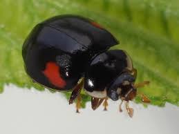 Attēlu rezultāti vaicājumam “Adalia decempunctata”