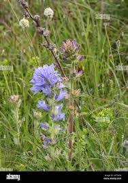 Attēlu rezultāti vaicājumam “Campanula cervicaria flower”