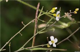 Attēlu rezultāti vaicājumam “Cardaminopsis arenosa flower”