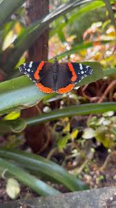 Attēlu rezultāti vaicājumam “Vanessa atalanta”