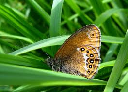 Attēlu rezultāti vaicājumam “Coenonympha hero underside”