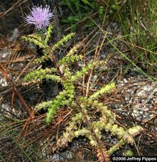 Attēlu rezultāti vaicājumam “Cirsium x rigens leaf”