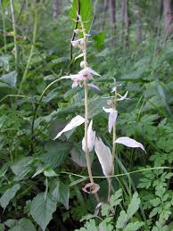 Attēlu rezultāti vaicājumam “Epipactis helleborine”