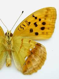 Attēlu rezultāti vaicājumam “Argynnis laodice”