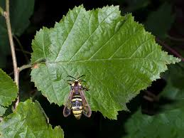 Attēlu rezultāti vaicājumam “Sesia apiformis”