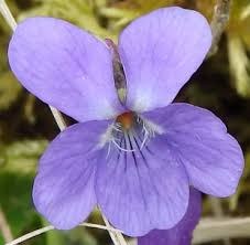 Attēlu rezultāti vaicājumam “Viola hirta flower”