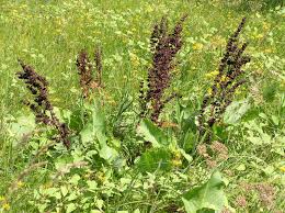 Attēlu rezultāti vaicājumam “Rumex confertus”