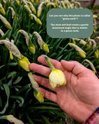 Attēlu rezultāti vaicājumam “Narcissus bud”