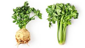 Image result for Sellerie