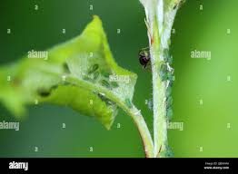 Attēlu rezultāti vaicājumam “Rhopalosiphum oxyacanthae”