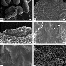 Attēlu rezultāti vaicājumam “Trichia alpina sessile”