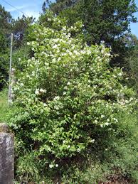 Attēlu rezultāti vaicājumam “Philadelphus coronarius”