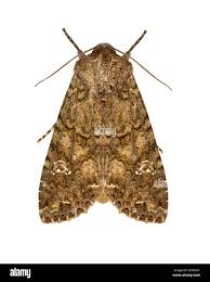 Attēlu rezultāti vaicājumam “Mamestra brassicae”