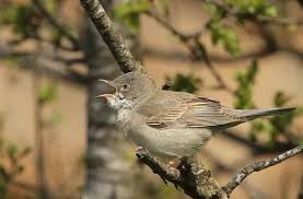 Attēlu rezultāti vaicājumam “Sylvia communis”