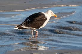 Attēlu rezultāti vaicājumam “Larus marinus”