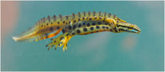 Attēlu rezultāti vaicājumam “Triturus vulgaris male”