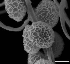 Attēlu rezultāti vaicājumam “Symphytocarpus flaccidus stalked”