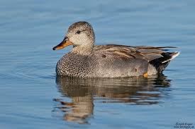 Attēlu rezultāti vaicājumam “Anas strepera”